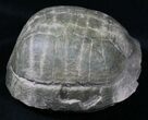 Superb Fossil Tortoise (Stylemys) - South Dakota #31516-1
